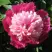 Пион КАПЛЯ РОСЫ травянистый в Слуцке