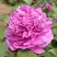 Пион ОРНАМЕНТ древовидный в Слуцке