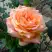 Роза ЭЛЬДОРАДО чайно-гибридная в Слуцке