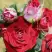 Роза РУБИ СТАР спрей в Слуцке