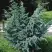 Можжевельник БЛЮ АЛЬПС китайский  в Слуцке