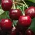 Черешня ГРОНКАВАЯ в Слуцке