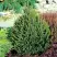 Ель КОМПАКТА обыкновенная в Слуцке