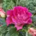 Роза БРЕРА флорибунда в Слуцке