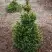Ель ВИЛС ЦВЕРГ обыкновенная в Слуцке