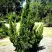 Можжевельник КАЙЗУКА китайский в Слуцке