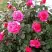 Роза МАЛИНОВЫЙ ЗВОН чайно-гибридная в Слуцке