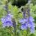 Вероника РОЯЛ БЛЮ большая в Слуцке