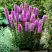 Лиатрис РОЗЕА колосковая в Слуцке
