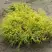 Кипарисовик ГОЛДЕН МОП горохоплодный в Слуцке