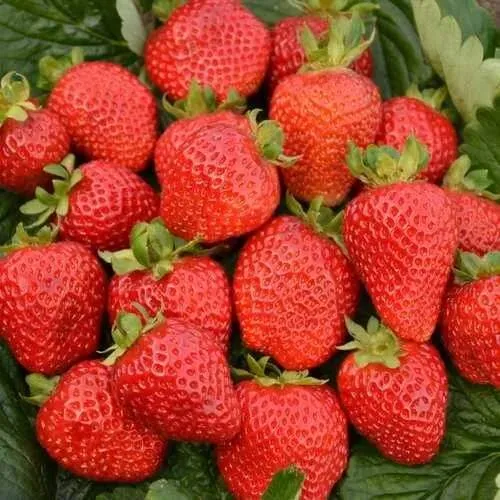 Клубника САН АНДРЕАС ремонтантная  Клубника САН АНДРЕАС ремонтантная в Слуцке