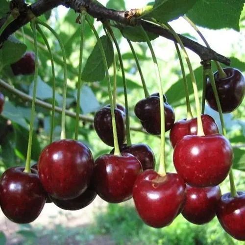 Вишня БЫСТРИНКА в Слуцке