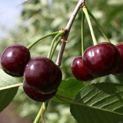 Вишня ЖАДАНА в Слуцке