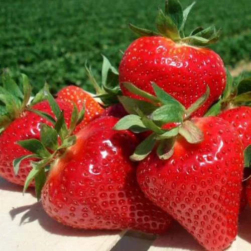 Клубника ДЖОЛИ  Клубника ДЖОЛИ в Слуцке