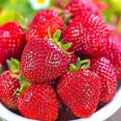 Клубника СИЛЬВИЯ  Клубника СИЛЬВИЯ в Слуцке