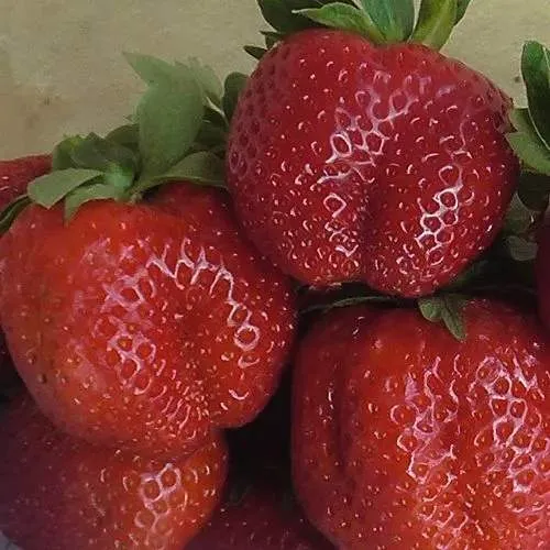 Клубника ДЕСТЕНИ  Клубника ДЕСТЕНИ в Слуцке