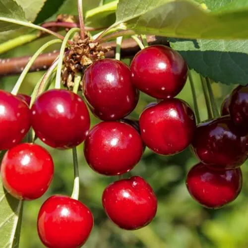 Вишня ЛЮБСКАЯ в Слуцке