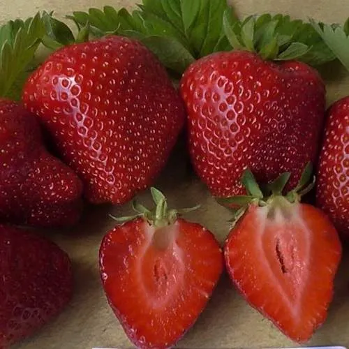 Клубника САНДРА  Клубника САНДРА в Слуцке