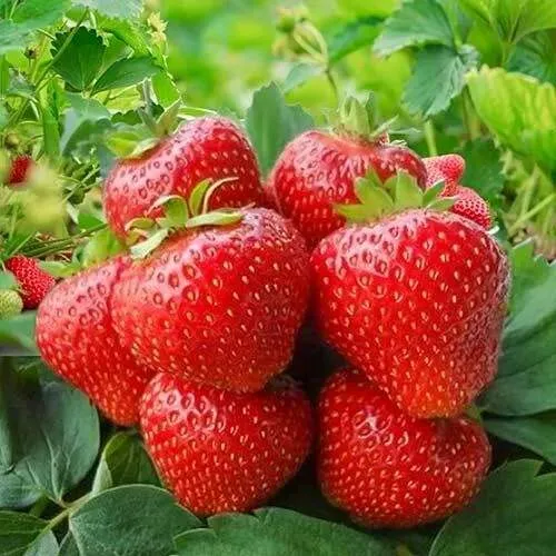 Клубника КИМБЕРЛИ  Клубника КИМБЕРЛИ в Слуцке