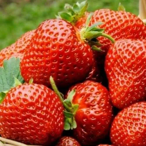 Клубника ФЛОРЕНС  Клубника ФЛОРЕНС в Слуцке