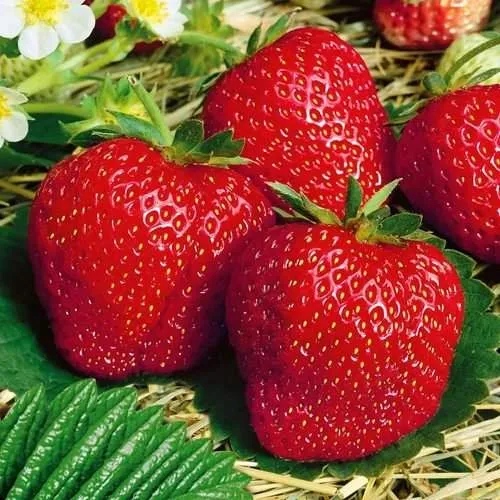 Клубника ВИМА ЗАНТА  Клубника ВИМА ЗАНТА в Слуцке