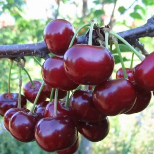 Вишня НОРД СТАР в Слуцке