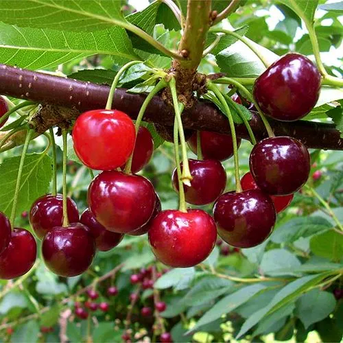 Вишня БРУСНИЦЫНА степная в Слуцке