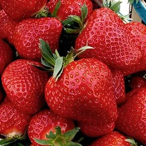 Клубника КЛЕРИ  Клубника КЛЕРИ в Слуцке