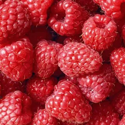 Малина летняя  Малина летняя в Слуцке