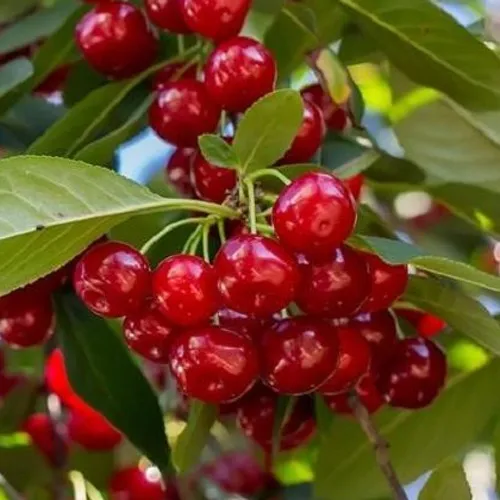 Вишня ГИРЛЯНДА в Слуцке