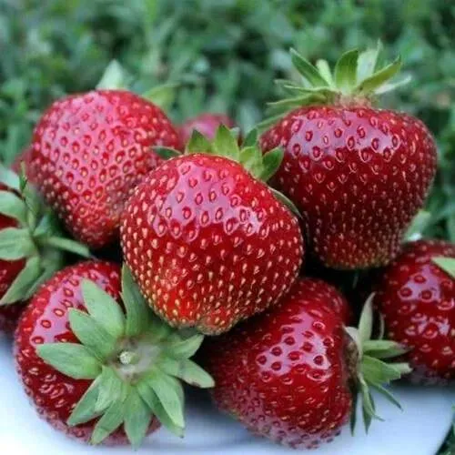 Клубника МАЛЬВИНА  Клубника МАЛЬВИНА в Слуцке