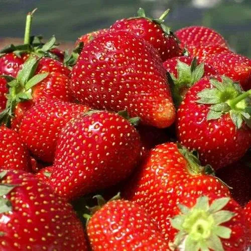 Клубника ПИРЧИНКЬЮ  Клубника ПИРЧИНКЬЮ в Слуцке