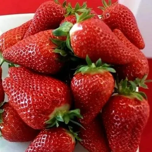 Клубника БРИЛЛА  Клубника БРИЛЛА в Слуцке