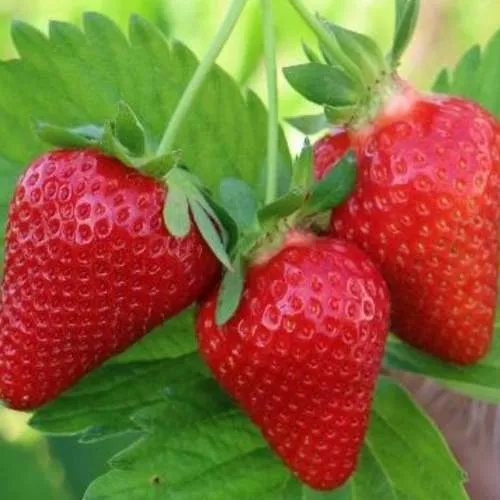 Клубника КЛОДИЯ  Клубника КЛОДИЯ в Слуцке