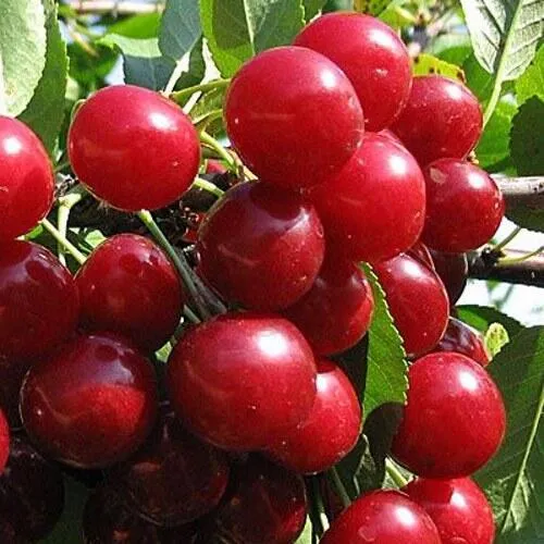 Вишня ГЛУБОКСКАЯ в Слуцке