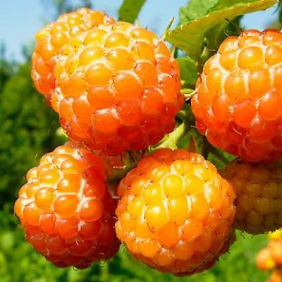 Малина жёлтая  Малина жёлтая в Слуцке