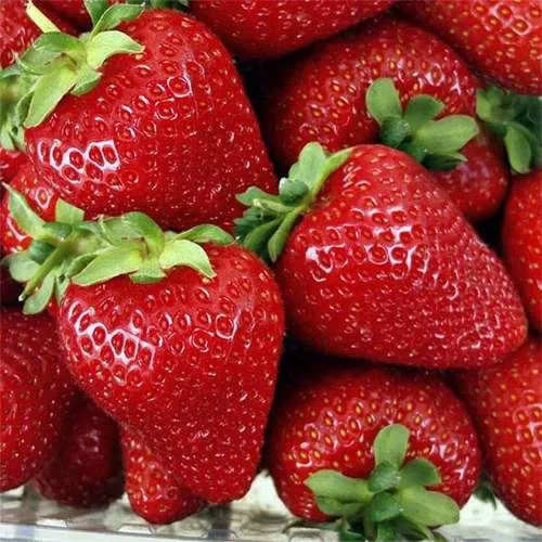 Клубника СКАЛА  Клубника СКАЛА в Слуцке