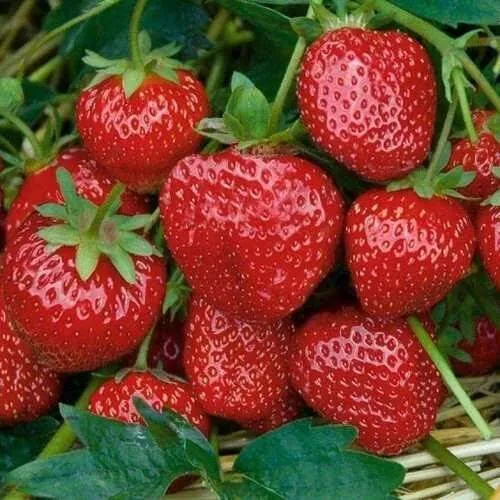 Клубника СЕЛЬВА ремонтантная  Клубника СЕЛЬВА ремонтантная в Слуцке