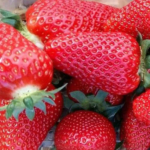 Клубника АМИ  Клубника АМИ в Слуцке