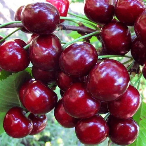 Вишня ЖУКОВСКАЯ в Слуцке