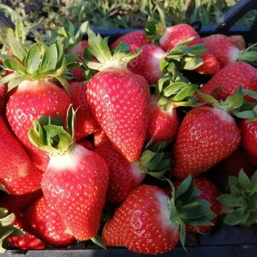 Клубника ЛЮЧИЯ  Клубника ЛЮЧИЯ в Слуцке