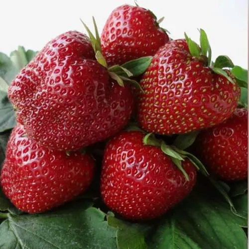 Клубника НАБИЛА  Клубника НАБИЛА в Слуцке