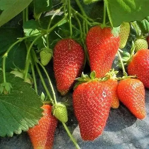 Клубника РОКСАНА  Клубника РОКСАНА в Слуцке