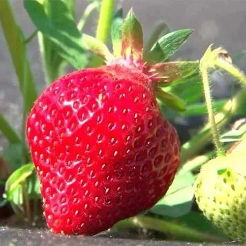 Клубника ХОНЕЙ  Клубника ХОНЕЙ в Слуцке