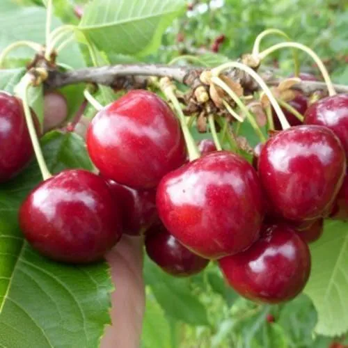 Вишня КОЛОННОВИДНАЯ  в Слуцке