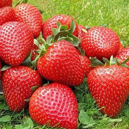 Клубника ЭЛИАНЕ  Клубника ЭЛИАНЕ в Слуцке