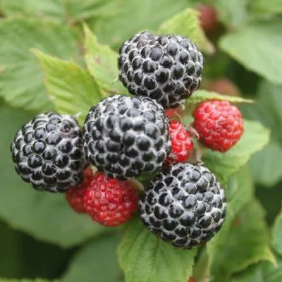 Малина черная  Малина черная в Слуцке