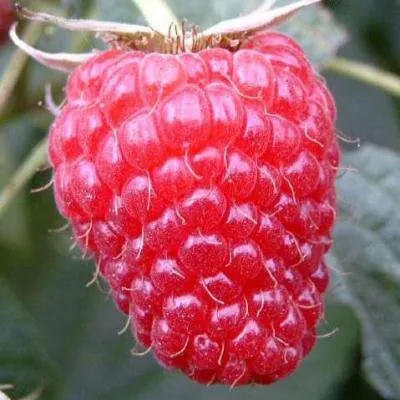 Малина ремонтантная  Малина ремонтантная в Слуцке