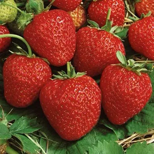 Клубника КОРОНА  Клубника КОРОНА в Слуцке