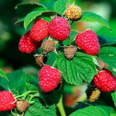 Малиновое дерево  Малиновое дерево в Слуцке